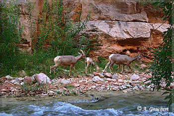 Bighorn Sheeps am Fluss